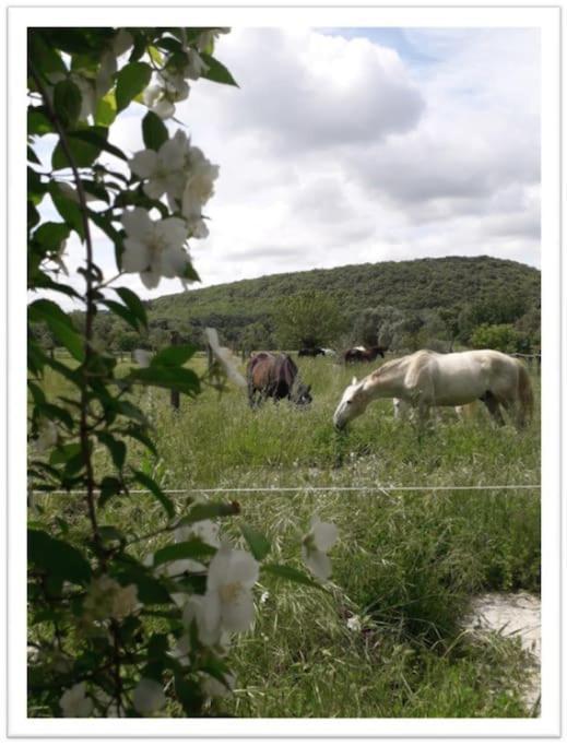 Charming Small House Close To Uzes Foissac  Buitenkant foto